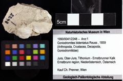 Foto (Objket + Etiketten) von Goniodromites bidentatus (Reuss, 1859) 